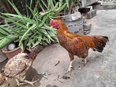 Aseels Hens for sale