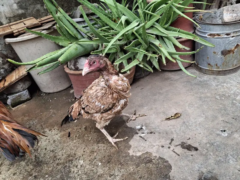 Aseels Hens for sale — photo 2