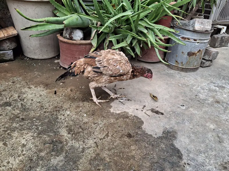 Aseels Hens for sale — photo 3