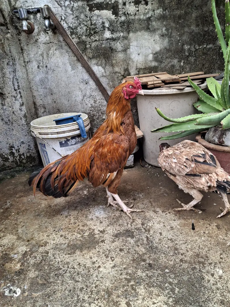 Aseels Hens for sale — photo 4