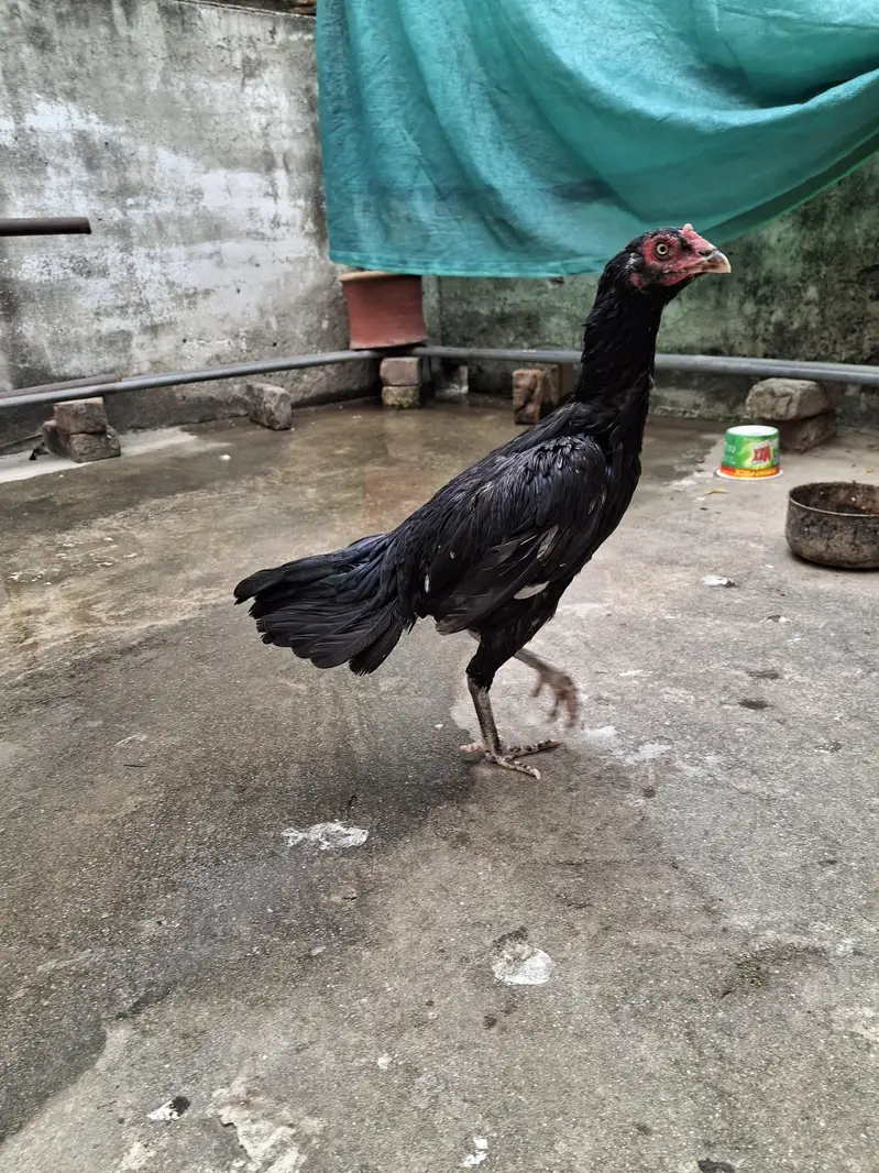 Aseels Hens for sale — photo 5