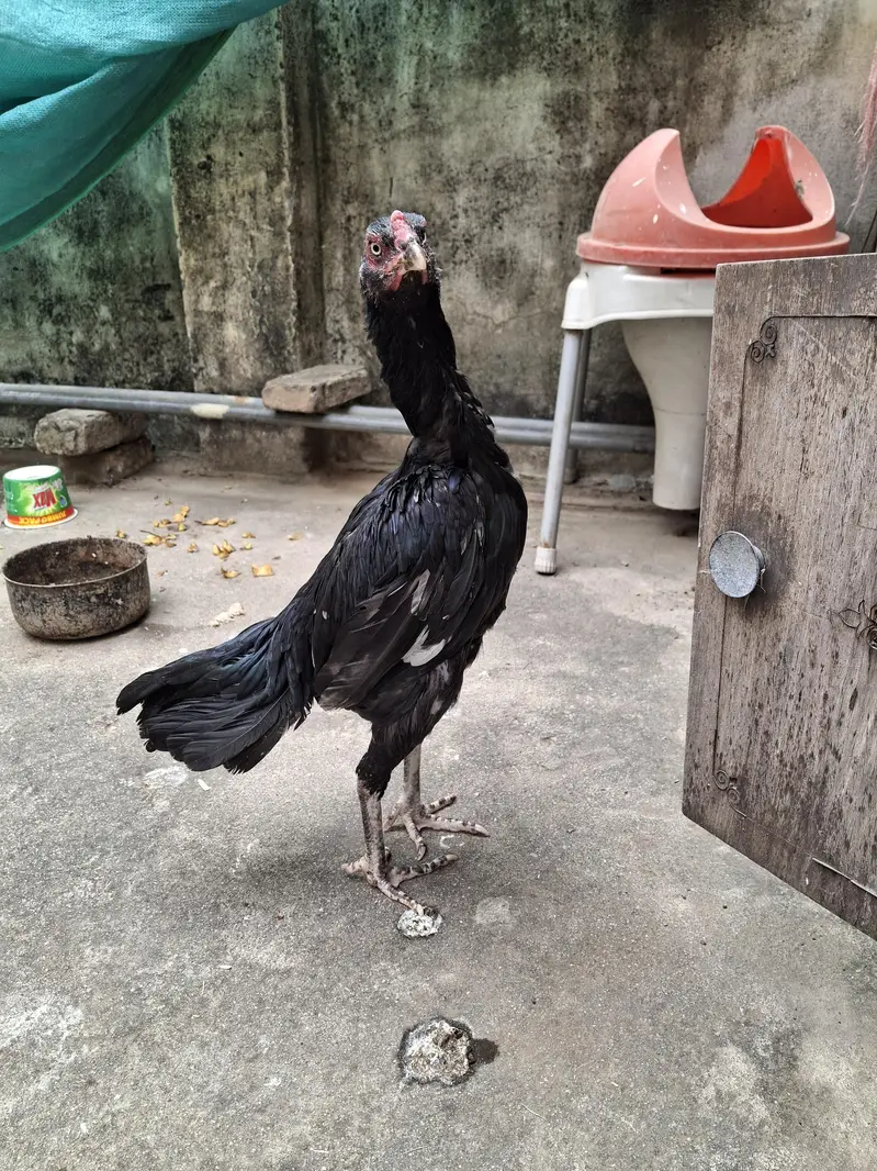 Aseels Hens for sale — photo 6