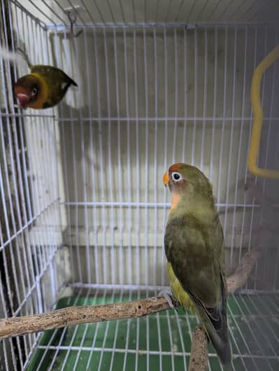 FISCHER LOVEBIRDS FOR SALE