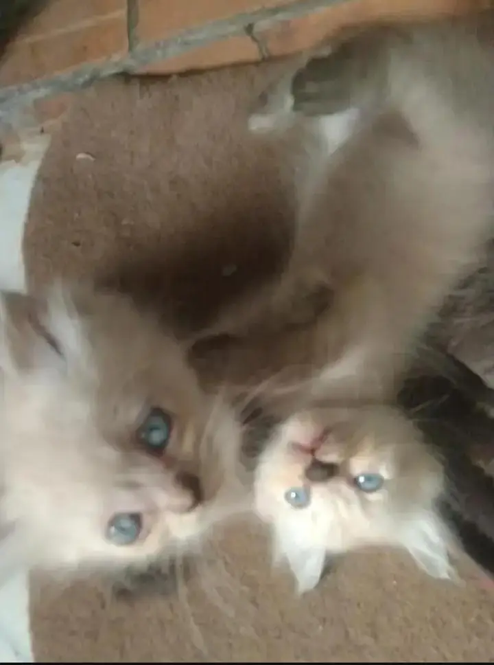 beautiful himaliyan kittens — photo 8