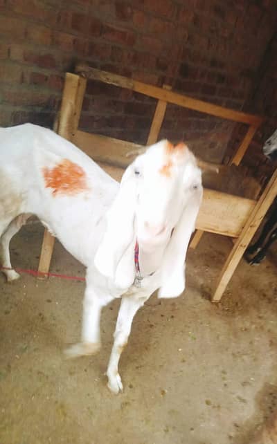 gulabi Cross goat for sale