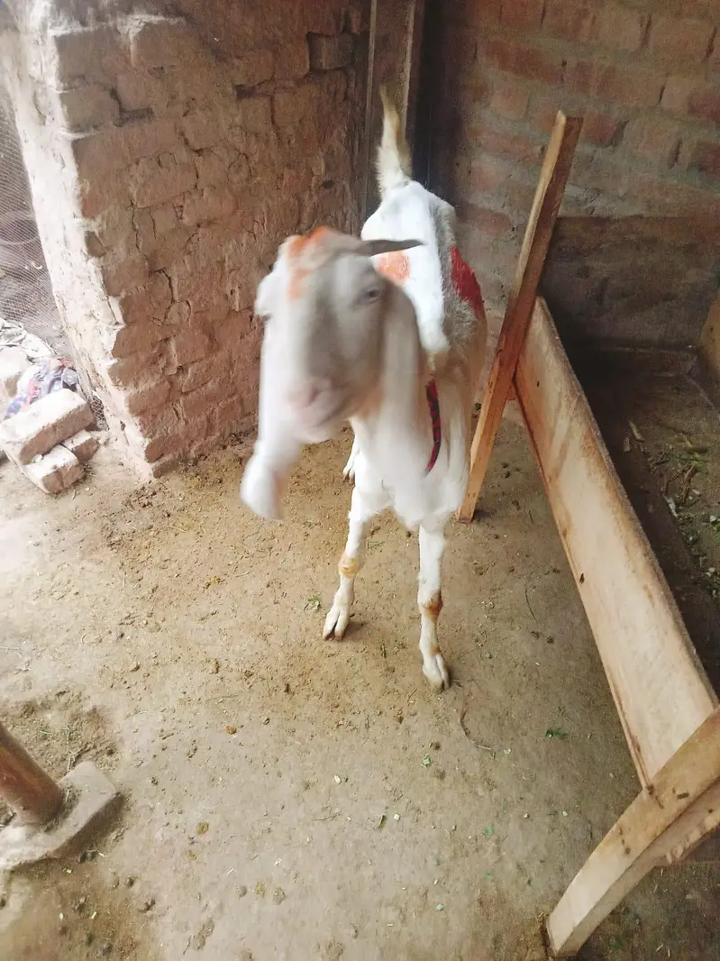 gulabi Cross goat for sale — photo 2