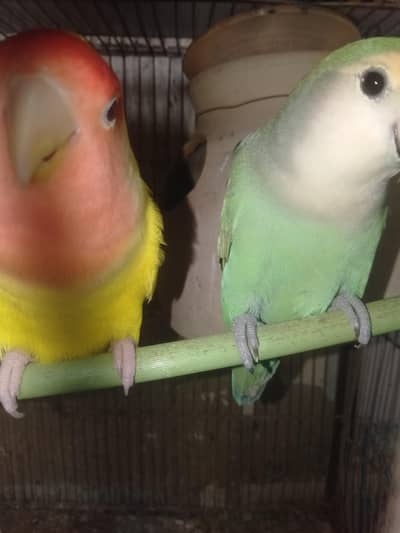 hand tmp love birds 4 pairs