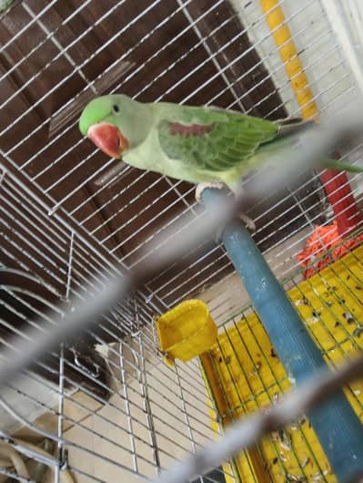 Raw talking parrot with cage learning age best age for train learning