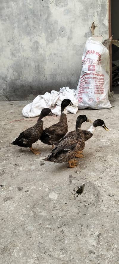 Duck For Sale