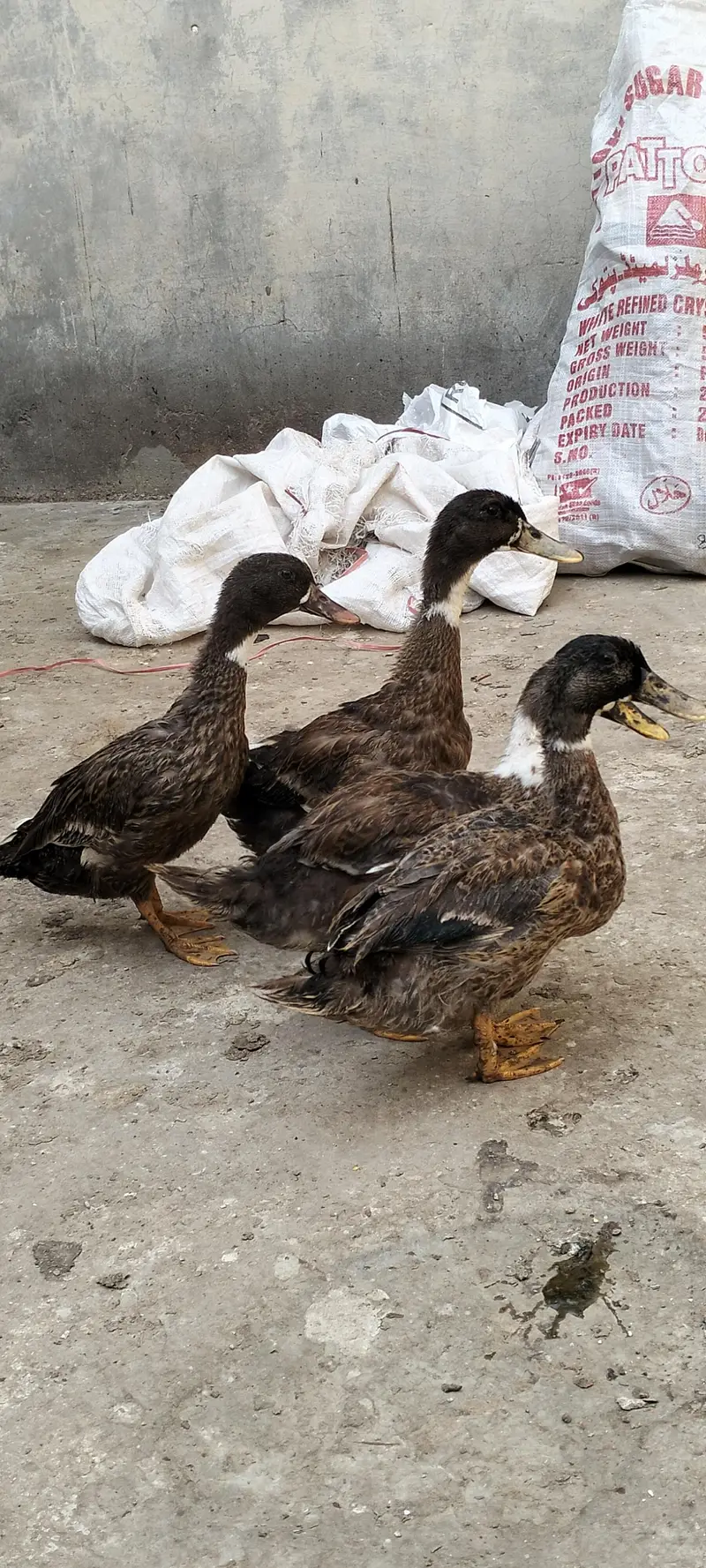 Duck For Sale — photo 2