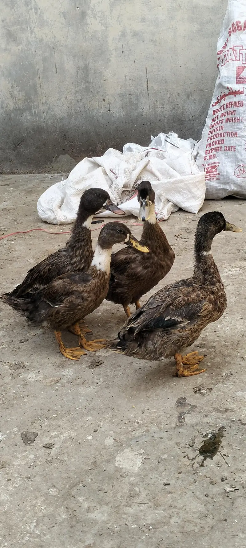 Duck For Sale — photo 3