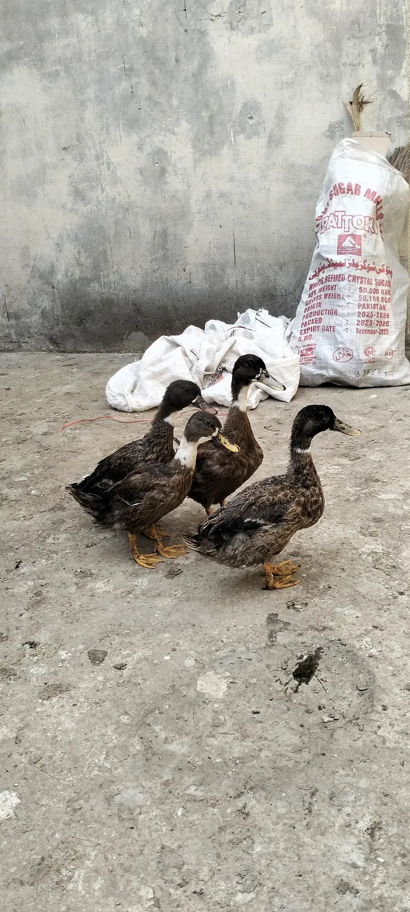 Duck For Sale — photo 4