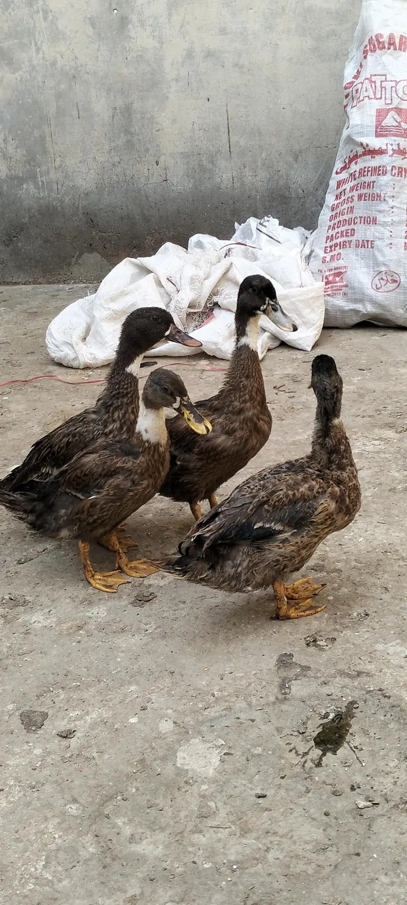 Duck For Sale — photo 5