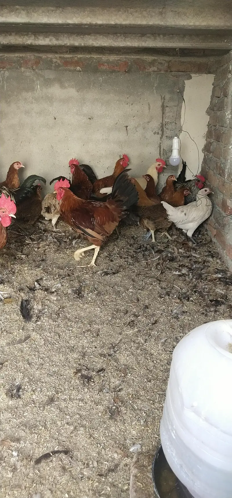 Golden misri 1 pic 1500 — photo 3