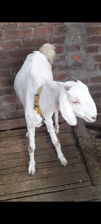 dasi bakri path gaban
