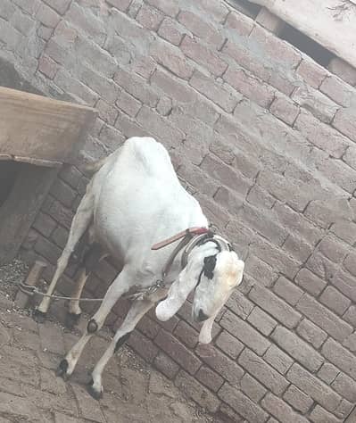 20 din tk bachy dy gi inshaAllah