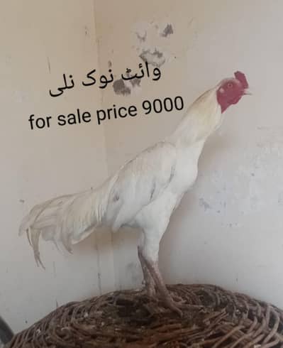 urgent for sale all