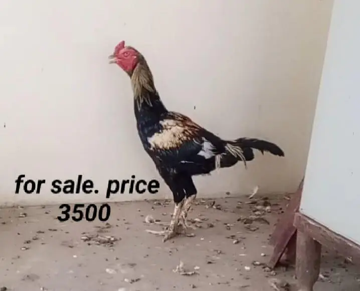 urgent for sale all — photo 3