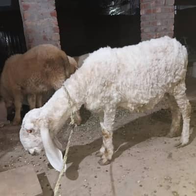 kajli crose ma 1.5 month ke guban sheep ha Whatsapp  03151018658