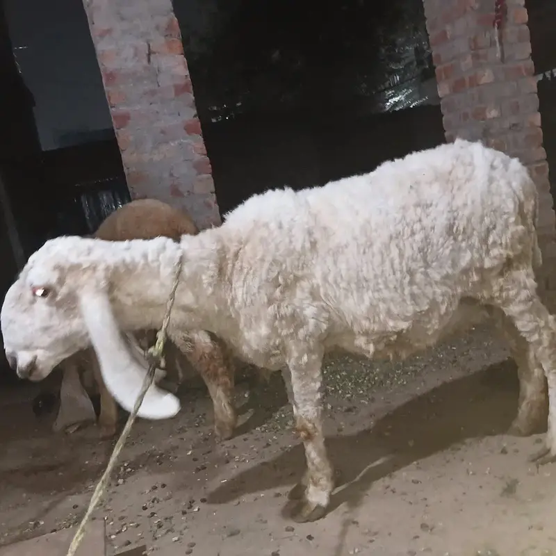 kajli crose ma 1.5 month ke guban sheep ha Whatsapp  03151018658 — photo 2