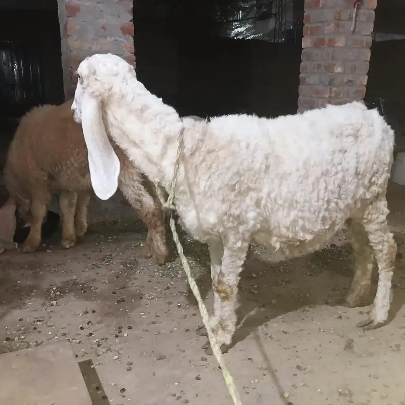 kajli crose ma 1.5 month ke guban sheep ha Whatsapp  03151018658 — photo 3