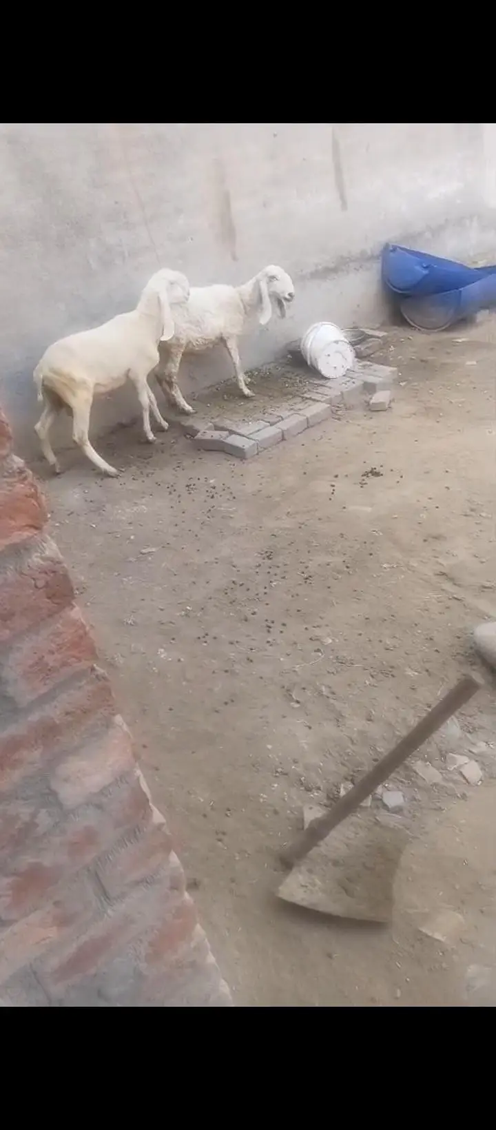 kajli crose ma 1.5 month ke guban sheep ha Whatsapp  03151018658 — photo 4