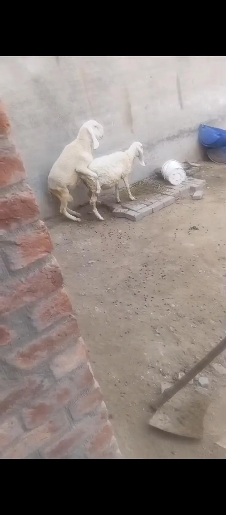 kajli crose ma 1.5 month ke guban sheep ha Whatsapp  03151018658 — photo 5