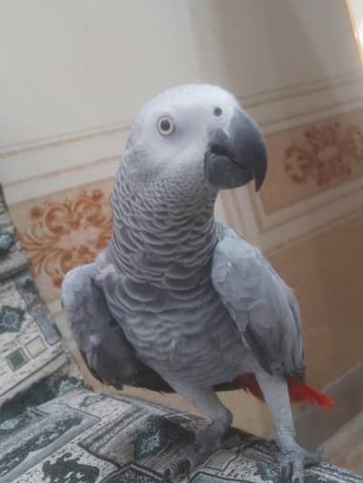 African grey parrot King size female age 3 years