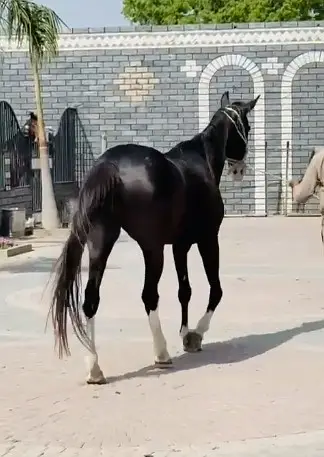 Quality Black Female Horse for Sale | 14 Years Old Thoroughbred & Desi