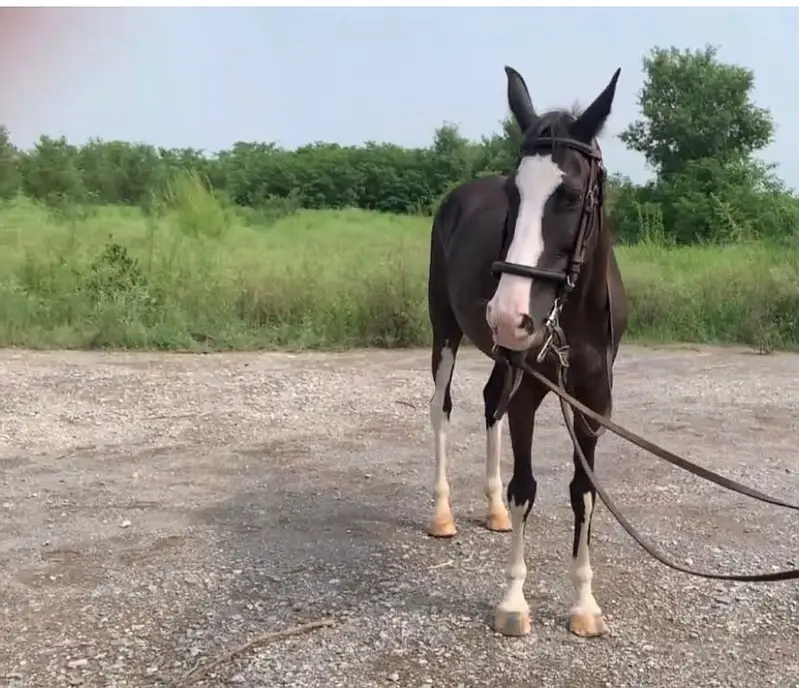 Quality Black Female Horse for Sale | 14 Years Old Thoroughbred & Desi — photo 2