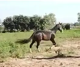 Quality Black Female Horse for Sale | 14 Years Old Thoroughbred & Desi — photo 3