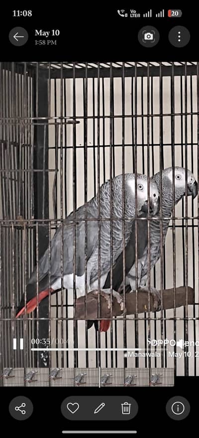 African Grey Parrots || Talking Parrots || Parrot for sale