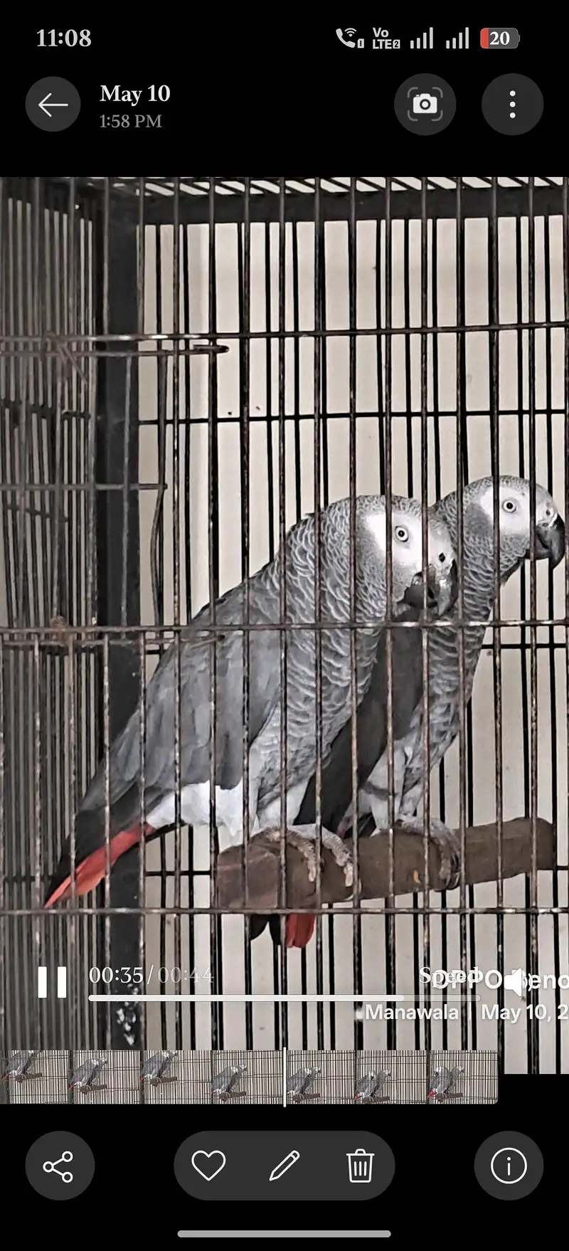 African Grey Parrots || Talking Parrots || Parrot for sale