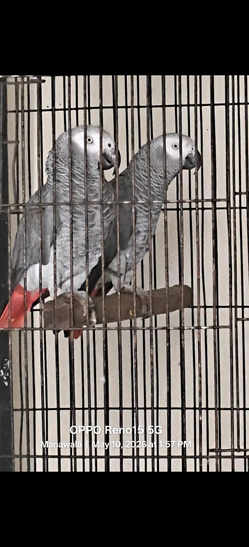 African Grey Parrots || Talking Parrots || Parrot for sale — photo 2