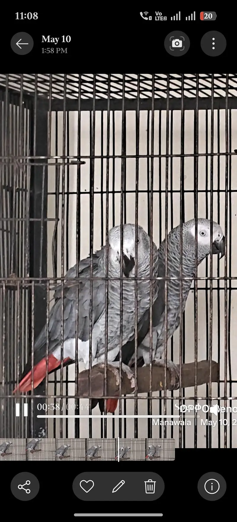 African Grey Parrots || Talking Parrots || Parrot for sale — photo 3
