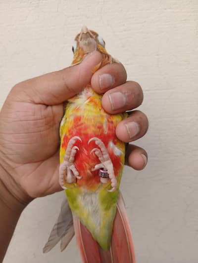 Pineapple Conur DNA