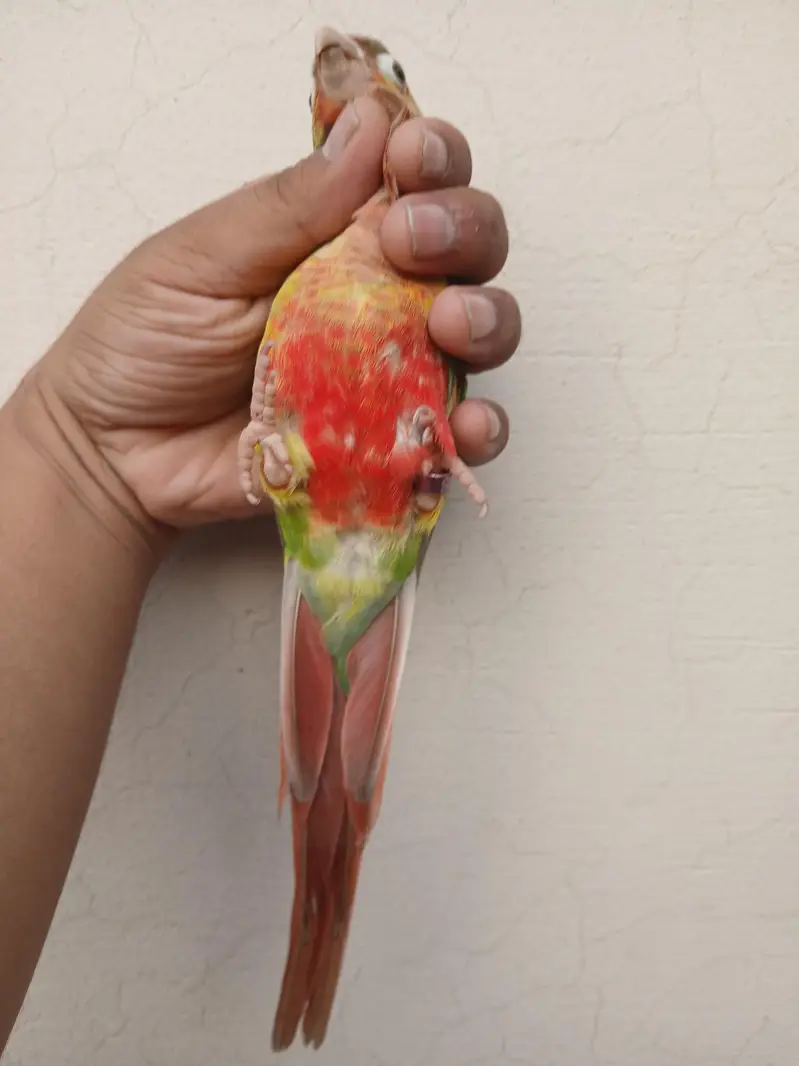 Pineapple Conur DNA — photo 5