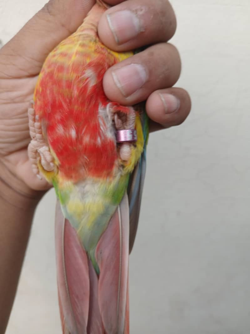 Pineapple Conur DNA 5