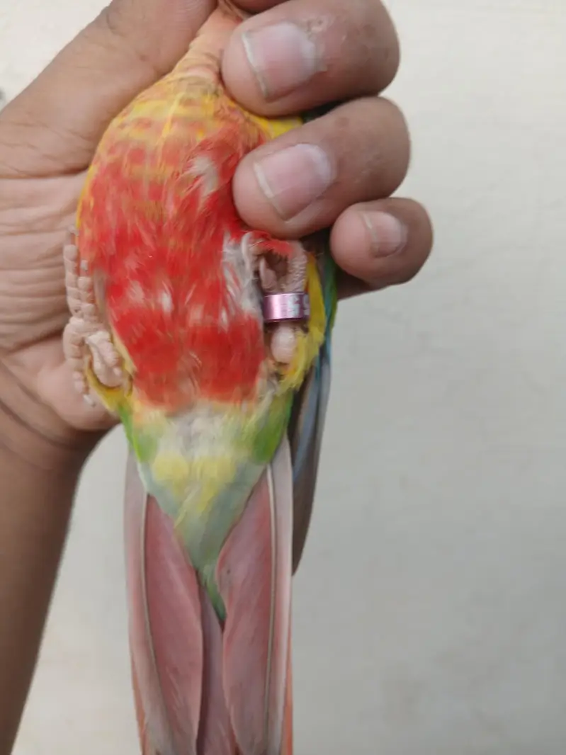 Pineapple Conur DNA — photo 6