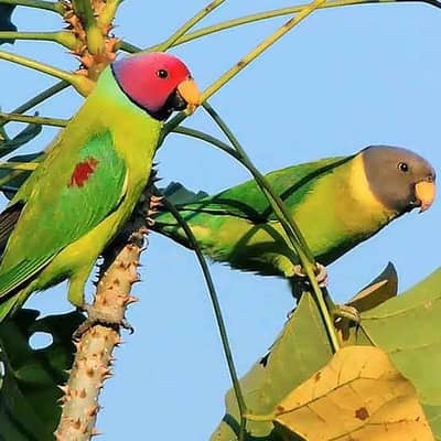 plum headed parrot