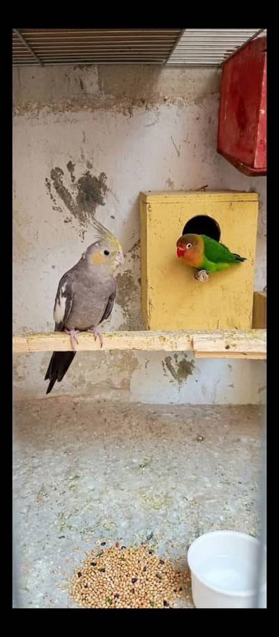 cocktail femail and love bird male