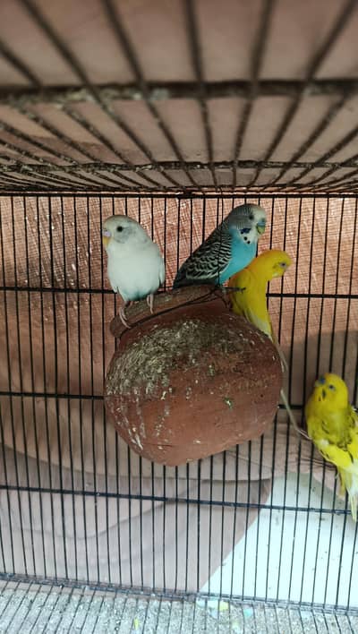 healthy breeder males and pathy parrots available