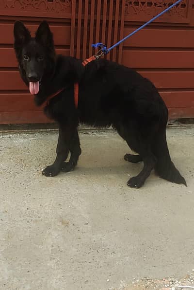 Black  Sherperd Pink Pedigree Male puppy