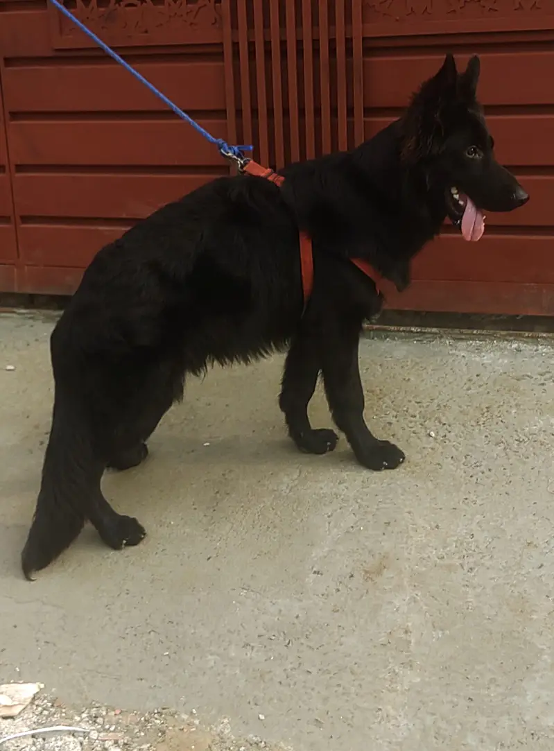 Black  Sherperd Pink Pedigree Male puppy — photo 2