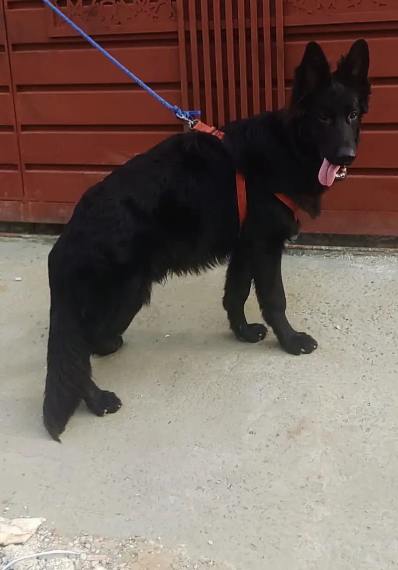Black  Sherperd Pink Pedigree Male puppy — photo 3
