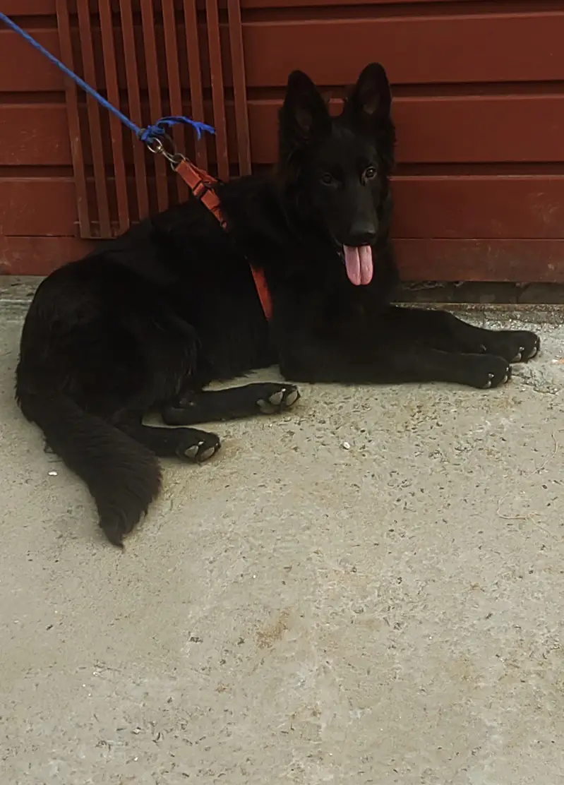 Black  Sherperd Pink Pedigree Male puppy — photo 4