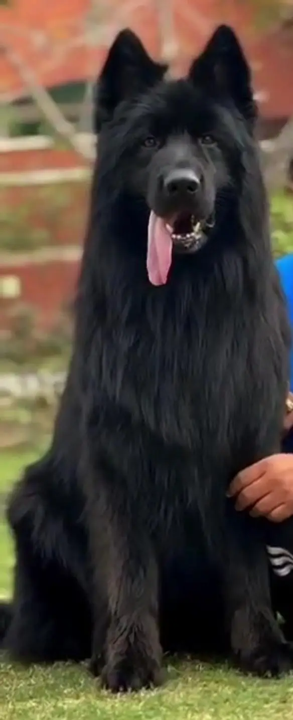 Black  Sherperd Pink Pedigree Male puppy — photo 5