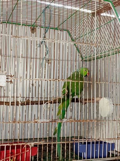 breading parrot h full size mai