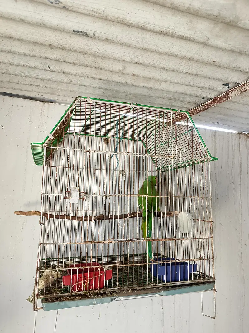 breading parrot h full size mai — photo 2