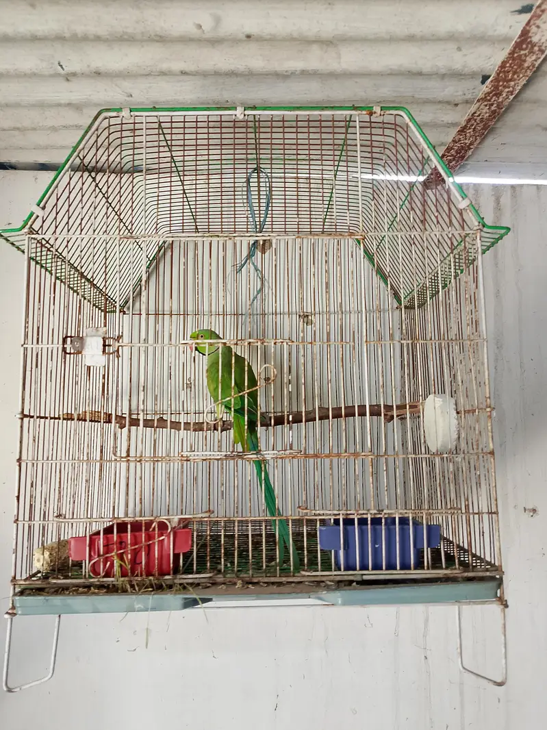 breading parrot h full size mai — photo 3